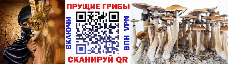 продажа наркотиков  Большой Камень  Псилоцибиновые грибы GOLDEN TEACHER 